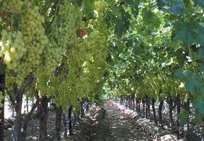 Vineyard in Kern County